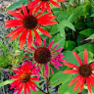 Meet your Posher, Cheryl